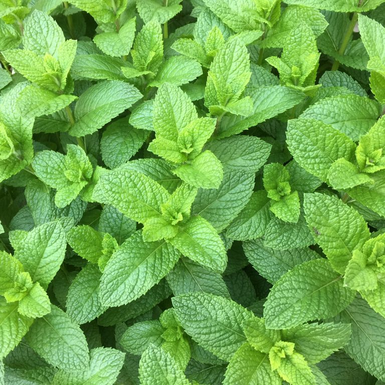 Food energetics of spearmint - South Scarborough Acupuncture